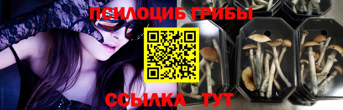 Псилоцибиновые грибы мицелий Лениногорск